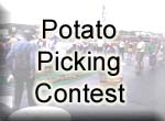 Potato Picking Contest